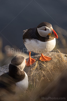 Photo: Puffin 018