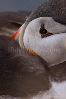 Photo: Puffin 019