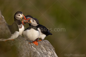Photo: Puffin 020