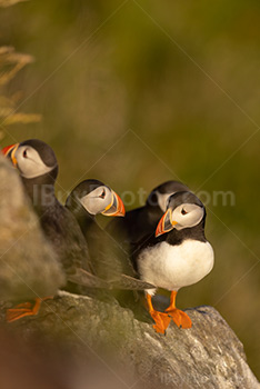 Photo: Puffin 021