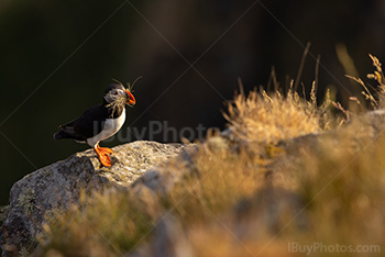 Photo: Puffin 022