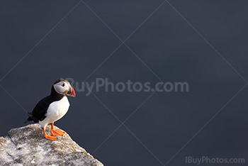 Photo: Puffin 023