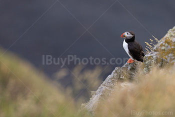 Photo: Puffin 024