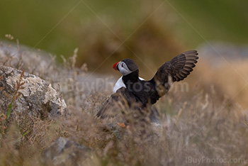 Photo: Puffin 025