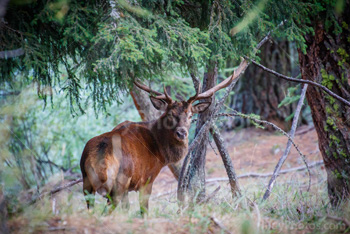 Photo: Cerf Rouge 005