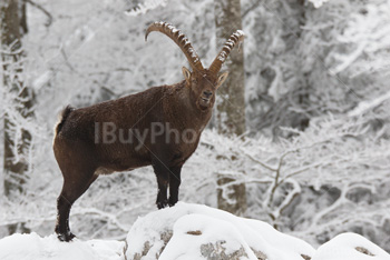 Photo: Bouquetin Des Alpes Neige 001