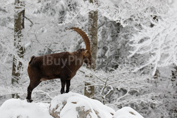 Photo: Bouquetin Des Alpes Neige 002