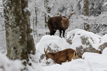 Photo: Bouquetin Des Alpes Neige 003