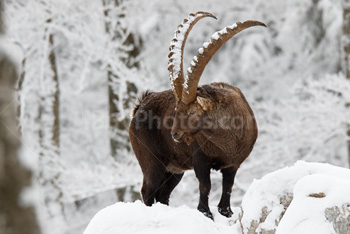 Photo: Bouquetin Des Alpes Neige 004