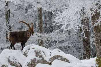 Photo: Bouquetin Des Alpes Neige 005