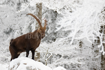 Photo: Bouquetin Des Alpes Neige 006