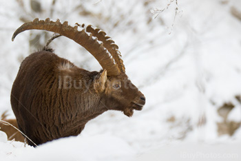 Photo: Bouquetin Des Alpes Neige 007