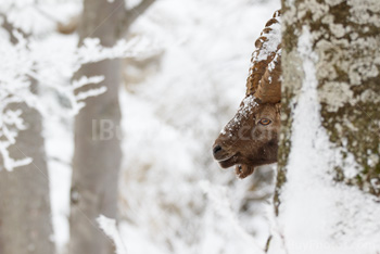 Photo: Bouquetin Des Alpes Neige 008
