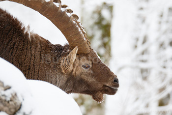 Photo: Bouquetin Des Alpes Neige 009