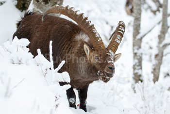 Photo: Bouquetin Des Alpes Neige 010