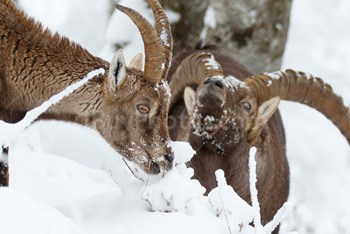 Photo: Bouquetin Des Alpes Neige 011