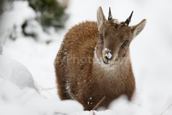 Photo: Bouquetin Des Alpes Neige 012