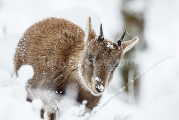 Photo: Bouquetin Des Alpes Neige 013