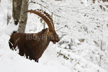 Photo: Bouquetin Des Alpes Neige 015