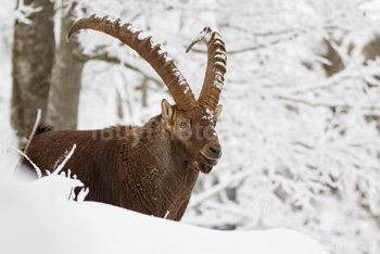 Photo: Bouquetin Des Alpes Neige 016