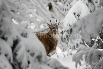 Photo: Bouquetin Des Alpes Neige 017