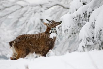 Photo: Bouquetin Des Alpes Neige 018
