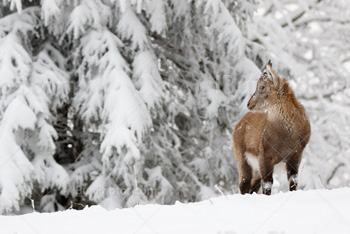 Photo: Bouquetin Des Alpes Neige 020