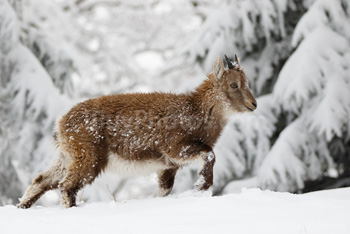 Photo: Bouquetin Des Alpes Neige 022