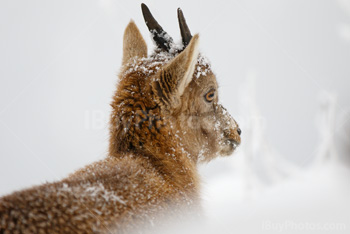 Photo: Bouquetin Des Alpes Neige 023