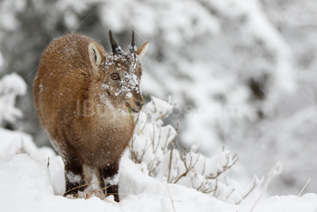 Photo: Bouquetin Des Alpes Neige 024