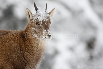 Photo: Bouquetin Des Alpes Neige 026