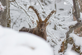 Photo: Bouquetin Des Alpes Neige 028