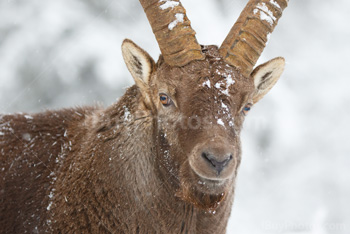 Photo: Bouquetin Des Alpes Neige 029
