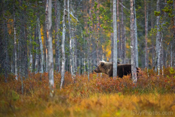 Photo: Ours Brun 003