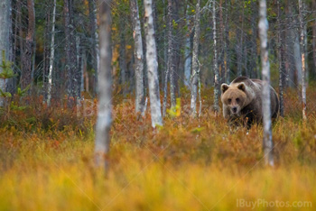 Photo: Ours Brun 004