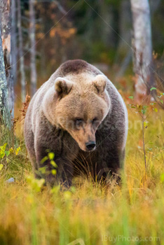 Photo: Ours Brun 006