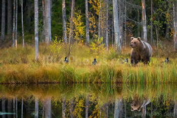 Photo: Brown Bear 007