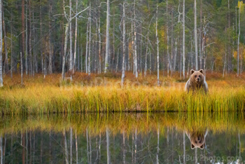 Photo: Brown Bear 008