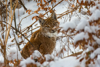 Photo: Lynx Neige 001