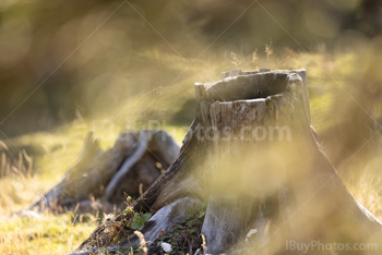 Photo: Tree Stump 001