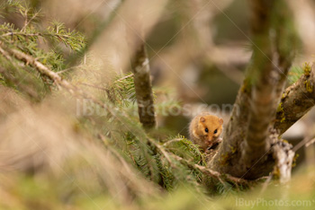 Photo: Muscardin 001