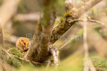 Photo: Muscardin 002