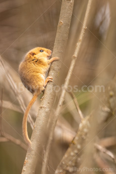 Photo: Muscardin 003