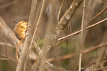 Photo: Muscardin 004