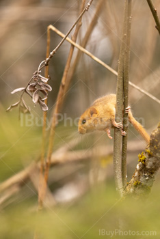 Photo: Muscardin 005