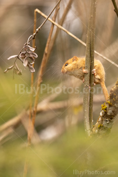 Photo: Muscardin 006