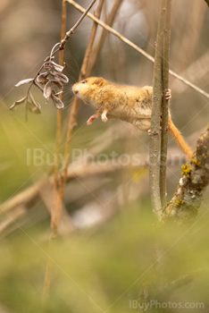 Photo: Muscardin 007