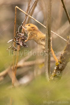 Photo: Muscardin 008